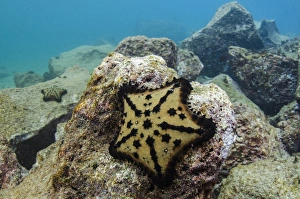 Chocolate Chip Starfish (Nidorelllia armata) GALAPAGOS ISLANDS, Ecuador, South Chocolate Chip Starfish (Nidorelllia armata) GALAPAGOS ISLANDS, Ecuador, South