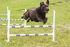 Images Dated 18th May 2006: Chocolate Lab jumping agility jump