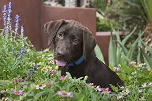 Images Dated 9th July 2011: Chocolate labrador puppy in a garden setting (PR)