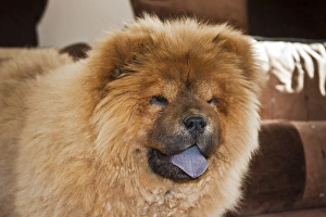 A Chow Chow puppy standing indoors with tan background A Chow Chow puppy standing indoors with tan background