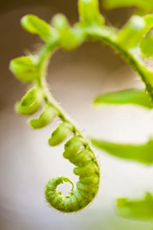 Christmas fern, Polystichum acrostichoides, in Durham, New Hampshire Christmas fern, Polystichum acrostichoides, in Durham, New Hampshire