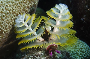 Segmented Worm Gallery: Christmas Tree Worm (Spirobranchus giganteus) on Star Coral (Montastraea cavernosa)