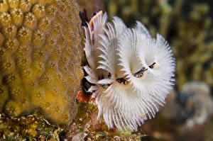 Segmented Worm Gallery: Christmas Tree Worm (Spirobranchus giganteus) on Star Coral (Montastraea cavernosa)