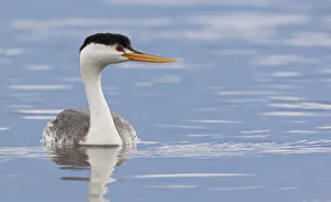 <b class=qtipBold><figcaption>Clark's Grebe</figcaption></b><br><em>© Ken Archer / DanitaDelimont.com</em> Clark's Grebe