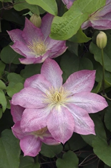 Clematis Buttercup Family (Ranunculacaea) Pennsylvania, USA Clematis Buttercup Family (Ranunculacaea) Pennsylvania, USA