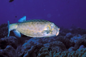 Close up of boxfish, or ostracion immaculatus Close up of boxfish, or ostracion immaculatus