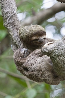 Close up of a Brown-throated Sloth and her baby hanging from a tree branch in Corcovado Close up of a Brown-throated Sloth and her baby hanging from a tree branch in Corcovado