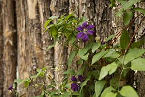 Close up of a clematis flower, Santa Fe, New Mexico. USA Close up of a clematis flower, Santa Fe, New Mexico. USA