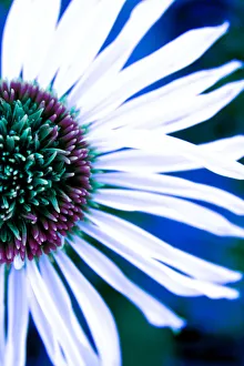 <b class=qtipBold><figcaption>Close up of a Lazy Daisy</figcaption></b><br>Close up of a Lazy Daisy.<br><em>© Julien McRoberts / DanitaDelimont.com</em> Close up of a Lazy Daisy