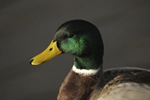 Close up of Male mallard Duck, Commonwealth Lake Park, Beaverton, Oregon, USA Close up of Male mallard Duck, Commonwealth Lake Park, Beaverton, Oregon, USA