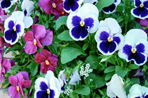 Close up of Pansies, Ouray, Colorado, USA