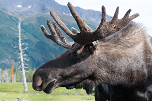 Up close and personal with a Moose (Alces alces) at the Alaska Wildlife Conservation Center Up close and personal with a Moose (Alces alces) at the Alaska Wildlife Conservation Center