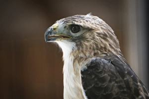 Close up portrait of hawk with beak open and intense gaze Close up portrait of hawk with beak open and intense gaze
