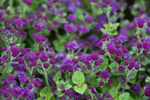 <b class=qtipBold><figcaption>Close up of purple and green flowers</figcaption></b><br>Close up of purple and green flowers.<br><em>© Cindy Miller Hopkins / DanitaDelimont.com</em> Close up of purple and green flowers