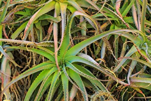 Close-up of aloe plant growing in San Diego, CA Close-up of aloe plant growing in San Diego, CA