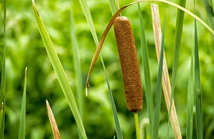 Close-up of an American cattail with leaves in wetland habitat Close-up of an American cattail with leaves in wetland habitat