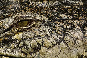 Close-up of Crocodile eye
