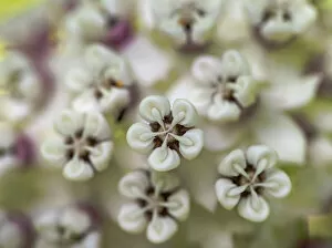 Floral & Botanical Collection: Close-up of flower heads before opening (redring milkweed, white-flowered milkweed