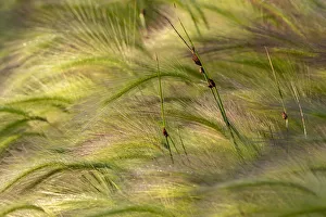 Close-up of foxtail barley in Medicine Lake National Wildlife Refuge, Montana, USA Close-up of foxtail barley in Medicine Lake National Wildlife Refuge, Montana, USA