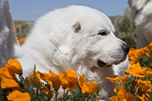 Close-up of a Great Pyrenees lying in a field of wild Poppy flowers at Antelope Valley Close-up of a Great Pyrenees lying in a field of wild Poppy flowers at Antelope Valley
