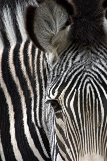 Close-up of a Grevys Zebra at the Sacramento Zoo Close-up of a Grevys Zebra at the Sacramento Zoo