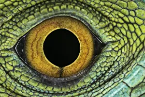 Close-up of Juvenile Green basilisk lizard eye structure Close-up of Juvenile Green basilisk lizard eye structure