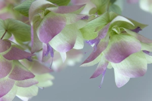 Close-up of ornamental oregano flowers. Credit as: Don Paulson / Jaynes Gallery Close-up of ornamental oregano flowers. Credit as: Don Paulson / Jaynes Gallery