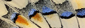 Close-up patterns of butterfly wings showing the tiny overlapping scales Close-up patterns of butterfly wings showing the tiny overlapping scales