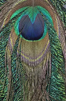 <b class=qtipBold><figcaption>Close-up of peacock tail feather</figcaption></b><br><em>© Maresa Pryor-Luzier / DanitaDelimont.com</em> Close-up of peacock tail feather