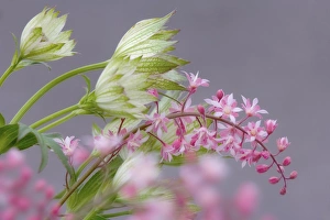 Close-up of pink heucherella and green astrantia flowers. Credit as: Don Paulson Close-up of pink heucherella and green astrantia flowers. Credit as: Don Paulson