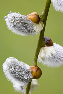 Close-up of rain drops on pussy willows. Credit as: Don Paulson / Jaynes Gallery Close-up of rain drops on pussy willows. Credit as: Don Paulson / Jaynes Gallery
