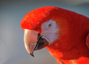 Scarlet Macaw Collection: Close-up of red and blue macaw, Lotus, California, USA