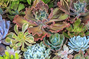 Close-up of succulent plants, San Diego, CA, USA Close-up of succulent plants, San Diego, CA, USA