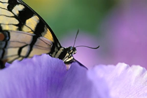 Close-up of swallowtail Butterfly on Petunia in Garden Close-up of swallowtail Butterfly on Petunia in Garden