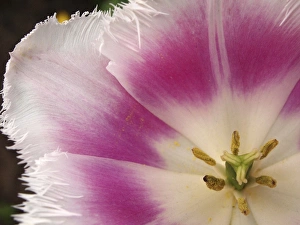 <b class=qtipBold><figcaption>Close-up of tulip</figcaption></b><br>Close-up of tulip.<br><em>© Anna Miller / DanitaDelimont.com</em> Close-up of tulip