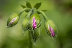 Images Dated 12th August 2012: Close-up of vining geranium buds before opening