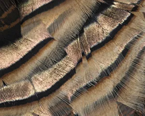 Wild Turkey Gallery: Close-up of wild turkey tail feathers