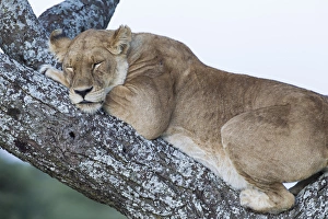 Close up view of female lion sleeping in acaia tree in jungle, Ngorongoro Conservation Close up view of female lion sleeping in acaia tree in jungle, Ngorongoro Conservation