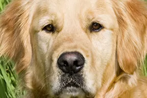 Images Dated 25th May 2007: Close view of head golden retriever
