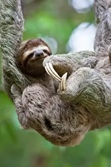 Sloth Prints: Brown-throated Sloth Nursing Print