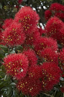 Images Dated 20th December 2010: Closeup of native Pohutukawa flowers (metrosideros excelsa) in the Bay of Islands