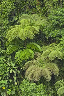 Cloud forest trees and vegetation in the mountains of Bajos del Toro Amarillo, Sarchi, Costa Rica Cloud forest trees and vegetation in the mountains of Bajos del Toro Amarillo, Sarchi, Costa Rica