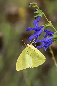Cloudless Sulphur (Phoebis sennae) at Blue Ensign Salvia (Salvia guaranitica Blue Cloudless Sulphur (Phoebis sennae) at Blue Ensign Salvia (Salvia guaranitica Blue