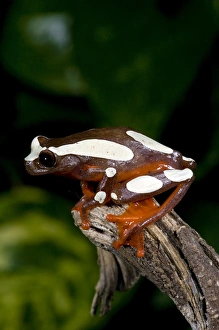 Clown Treefrog Hyla leucophylatta Native to Surinam Clown Treefrog Hyla leucophylatta Native to Surinam