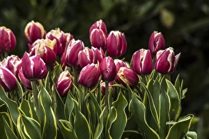 A cluster of red and white tulips with yellow and green striped leaves A cluster of red and white tulips with yellow and green striped leaves