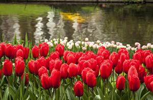Cluster of tulips in reds and whites with colorful reflection in the lake Cluster of tulips in reds and whites with colorful reflection in the lake