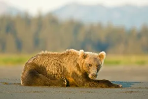 A coastal brown bear takes a break while salmon fishing at Silver Salmon Creek in Lake A coastal brown bear takes a break while salmon fishing at Silver Salmon Creek in Lake