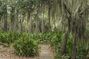 Coastal forest with Spanish moss (Tillandsia usneoides) growing upon Southern Live Oak Coastal forest with Spanish moss (Tillandsia usneoides) growing upon Southern Live Oak