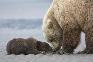 Coastal Grizzly bear cub (ursus arctos) begs for a clam from its mother. Lake Clark National Park Coastal Grizzly bear cub (ursus arctos) begs for a clam from its mother. Lake Clark National Park