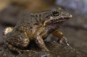 Coastal mud frog (Leptodactylus ventrimaculatus) Subtropical Coastal ECUADOR. South Coastal mud frog (Leptodactylus ventrimaculatus) Subtropical Coastal ECUADOR. South